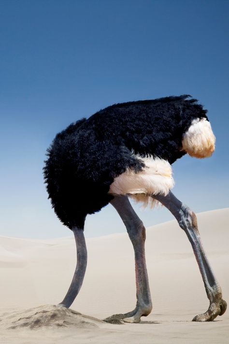 Male ostrich with its head buried in the sand. Learn all about the ostrich head in sand myth and find out several interesting ostrich facts along the way. #wildlife #Africa #birds #ostriches #myths Ostrich Head In Sand, Seafloor Spreading, Ostrich Head, History Of Earth, Winning Lottery Numbers, Bill Bryson, Continents And Oceans, In Denial, Head In The Sand