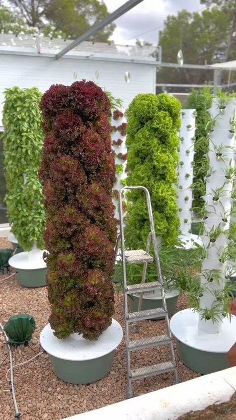 Vertical farming with 44 lettuces on one aeroponic tower https://www.tiktok.com/@agrotonomy https://bio.link/dmr9098 #verticalfarming #aeroponics #towergarden #farming #hydroponics #soilless #gardening #agriculture #lettuce😀 Aeroponic Tower, Aeroponic Gardening, Hydroponic Gardening Diy, Grow Tower, Plant Tower, Hydroponic Gardening System, Hydroponic Grow Systems, Indoor Farming, Hydroponic Farming