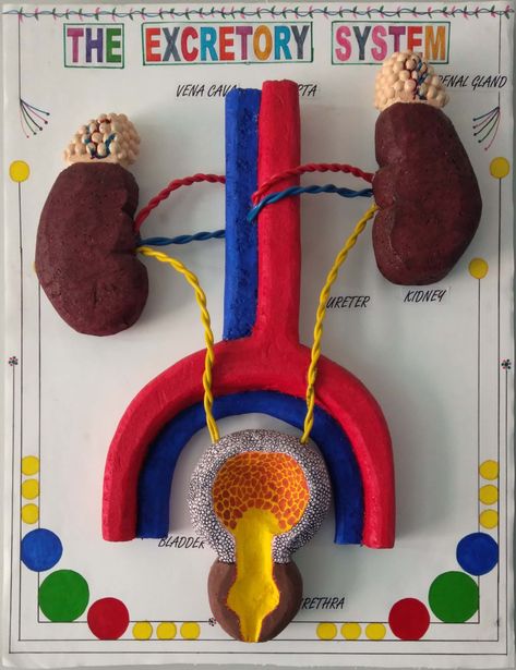 Biology Model Ideas, Creative Biology Projects, Biology Exhibition Ideas, Excretory System Projects, Excretory System Model, Trigonometry Project, Biology Working Model, Biology Models Projects Ideas, Chemistry Project Ideas