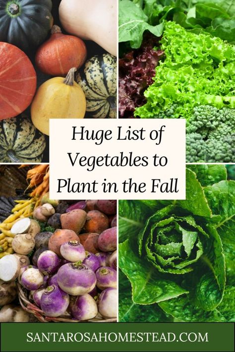 Pinterest pin with fall vegetables on it for a big list of fall vegetables to plant in the garden. squash, lettuce, broccoli, carrots, turnips, and cabbage. Garden Squash, Fall Vegetable Garden, Fall Vegetables To Plant, Growing Beans, Vegetables To Plant, Buttercup Squash, Herbs List, List Of Vegetables, Runner Beans