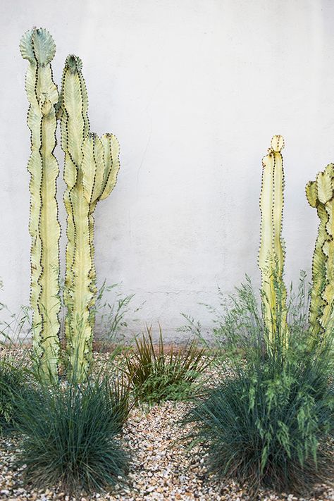 Dry Garden, Green Cactus, Desert Garden, Agaves, Cactus Y Suculentas, Cactus Garden, Cactus And Succulents, Desert Landscaping, Succulents Garden