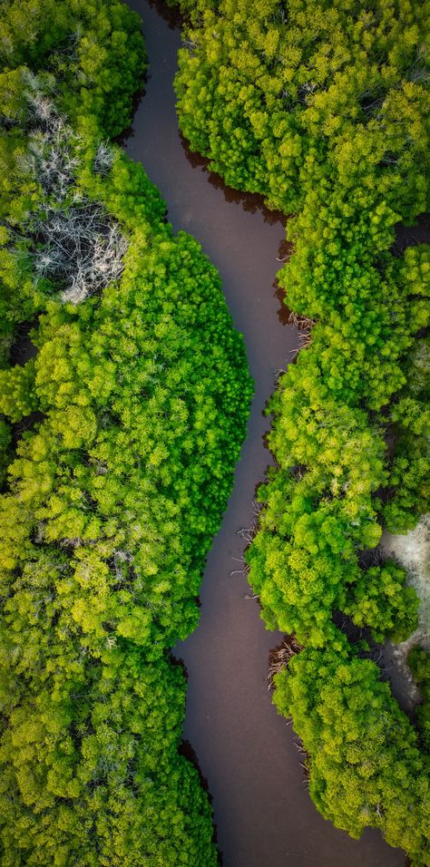 Samet Nangshe, Rainforest Art, Daintree Rainforest, Mangrove Forest, Green Inspiration, Amazon River, Planet Ocean, White Plants, Forgotten Realms