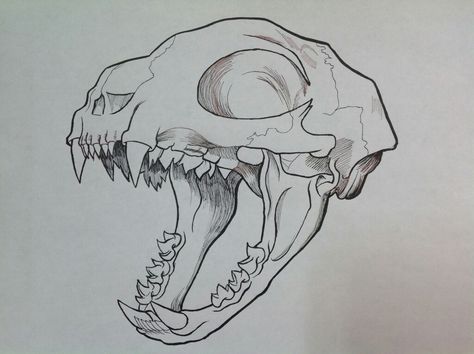 Animal Skull Drawing, Skull Reference, Skull Sketch, Cat Anatomy, Animal Skull, Skulls Drawing, Cat Skull, Sharp Teeth, Desenho Tattoo