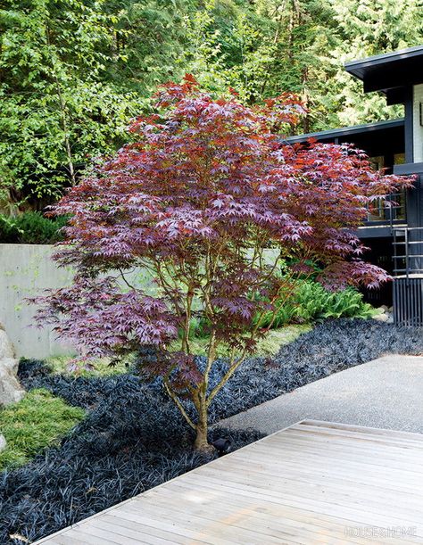 Black mondo grass accents the crimson leaves of this ‘Bloodgood’ Japanese maple. | Photographer: Janis Nicolay | Designer: Considered Design Black Mondo, Bloodgood Japanese Maple, Coral Bark Japanese Maple, Black Mondo Grass, Japanese Maple Tree, Have Inspiration, Blue Spruce, Japanese Maple, Autumn Garden