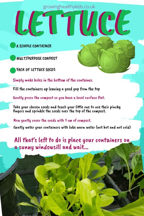 Grow Lettuce- A Simple Activity For kids - Growing Healthy Kids Planting Lettuce, Grow Lettuce, Lettuce Seeds, Growing Lettuce, Fancy Accessories, Head Of Lettuce, Kids Garden, Fruit Picking, Garden Fun