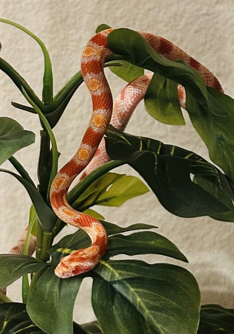 Pebble loves climbing her tree every night🥰 Desert Snake Aesthetic, Corn Snake Aesthetic, Corn Snake Cute, Snake Aesthetic, Desert Snake, Corn Snakes, Snake In The Grass, Corn Snake, Cute Reptiles