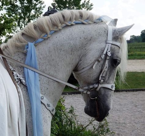 Horse Hair Styles, Mane Braiding, Horse Braids, Horse Mane Braids, Horse Girl Aesthetic, Horse Ribbons, Medieval Horse, Horse Braiding, Horse Clipping