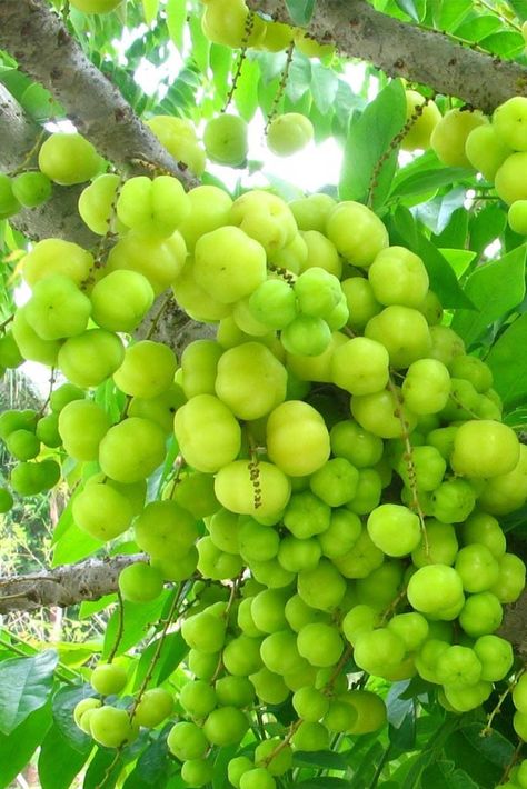 Amla Plant, Amla Tree, Dragons Quotes, Pruning Raspberries, Goose Berry, Indian Gooseberry, Types Of Berries, Georgetown Penang, Burfi Recipe