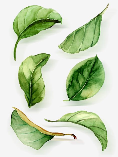 watercolor clipart,leaf,green leaf,lacewatercolor,hand,decorate,green,Watercolor clipart,leaves clipart Watercolour Leaf Tutorial, Leaves Drawing Watercolor, Green Leaf Art, Foliage Drawing Leaves, How To Paint Leaf, Water Colour Leafs, Different Leaves Drawings, Easy Watercolor Leaves, How To Paint Leaves Watercolor