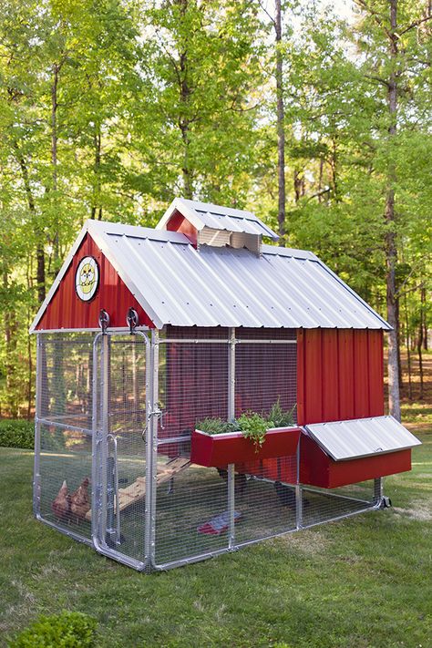 Chicken Yards, Farm Animal Ideas, Chicken Coops Ideas, Urban Chicken, Backyard Coop, Easy Chicken Coop, Backyard Ducks, Cute Chicken Coops, Chicken Coop Garden