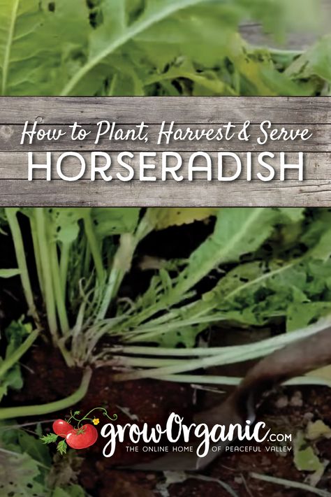 Horseradish Companion Planting, Harvesting Horseradish, How To Grow Horseradish, Horseradish Plant, Growing Horseradish, Homemade Horseradish, Horseradish Recipes, Fresh Horseradish, Garden Containers