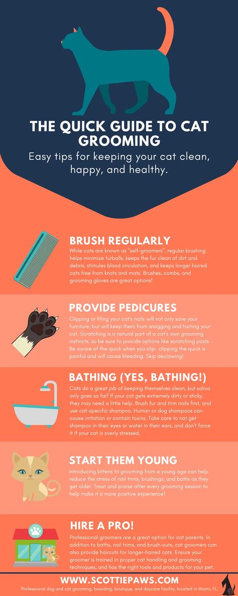 Cat Grooming Styles, Raising Kittens, Cat Infographic, Cat Groomer, Pet Resort, Cat Cleaning, Cat Language, Cat Hacks, Long Haired Cats