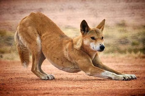 Dingoes Being Kept as Pets in Bardon & Nearby Suburbs - Bardon News Dog Yawning, Lone Pine Koala Sanctuary, Australian Sheep, Most Expensive Dog, Hypoallergenic Cats, Dog Anatomy, Australia Animals, Australian Wildlife, Herding Dogs