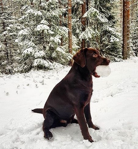 160+ Awesome Dog Names for Chocolate Labradors Chocolate Lab Puppy Aesthetic, Chocolate Labrador Aesthetic, Lab Dog Aesthetic, Brown Labrador Aesthetic, Chocolate Lab Aesthetic, Destroyed Kingdom, Labrador Aesthetic, Kay Aesthetic, Choc Lab