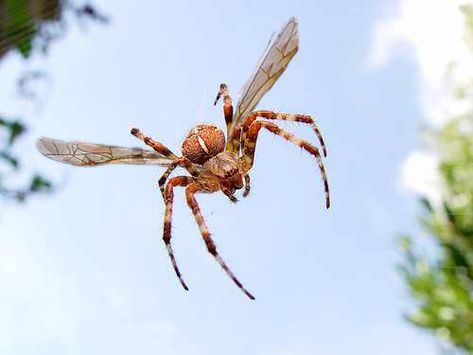 Flying #spider ??? NO!  Whew - it's just a hoax but, it looks real right? http://planetsave.com/2013/07/18/winged-spider-hoax-scientists-didnt-discover-real-winged-spider/ Flying Spider, Spiders, Scientists