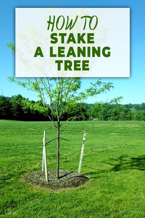 How To Stake A Leaning Tree Tree Support Ideas, Tree Stakes, Tree Support, Redbud Tree, Spruce Tree, Pinterest Ideas, Tree Service, Tall Trees, Tree Care