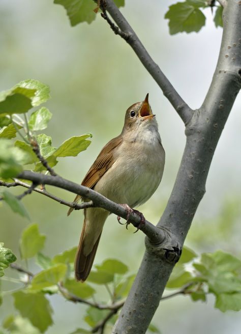 Singing Nightingale | Flickr - © Wouter Marck Nightingale Bird, British Wildlife, Eat Fruit, Exotic Birds, Nightingale, Bird Photo, Song Bird, Wild Birds, Bird Watching