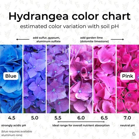 Hydrangea Plant Care, Types Of Hydrangeas, Hydrangea Colors, Hydrangea Care, Growing Hydrangeas, Hydrangea Garden, Hydrangea Macrophylla, Planting Hydrangeas, Hydrangea Purple