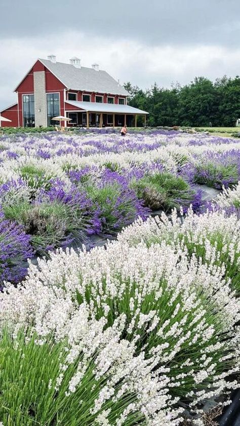 Lavender Life Company | photo via hilary_millery Farm Market Ideas, Acreage Landscaping, Lavender Products, Garden Prepping, Magnolia Gardens, Farm Plans, Sensory Garden, Farm Field, Lavender Garden