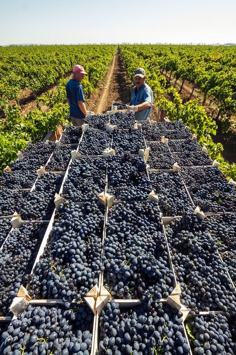 Water Collection System, Facebook Website, Wine Vineyards, Living Off The Grid, Italy Landscape, Farm Lifestyle, Black Grapes, Garden Veggies, Wine Decor