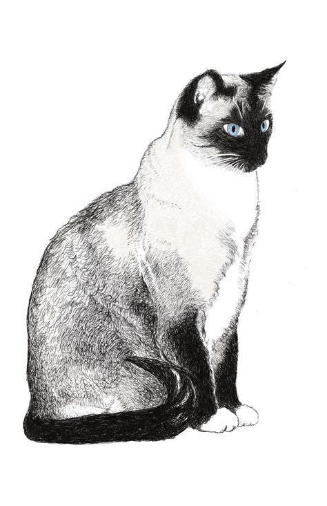 a friend's beautiful Siamese cat Siamese Cat Drawing, Simease Cats, Siamese Cat Tattoos, Black Siamese Cat, Buddhist Art Drawing, Cat Steps, Scribble Art, Cute Cat Drawing, Cat Sketch