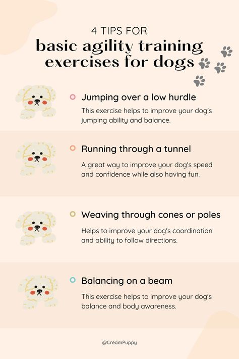 4 tips for basic agility training exercise for dogs😍 Exercise For Dogs, Dog Agility Training, Dog Agility Course, Agility Training For Dogs, Service Dog Training, Dog Sports, Basic Dog Training, Dog Potty Training, Dog Training Advice