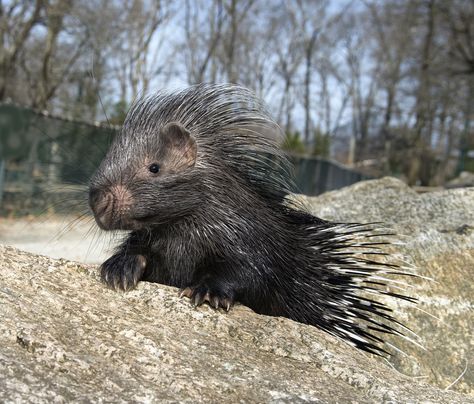 crested porcupine (Hystrix cristata) baby Crested Porcupine, Baby Porcupine, Lineart Coloring, Amazing Animal Pictures, Porcupine Quills, Interesting Animals, Silly Animals, Cute Wild Animals, Animal Friends