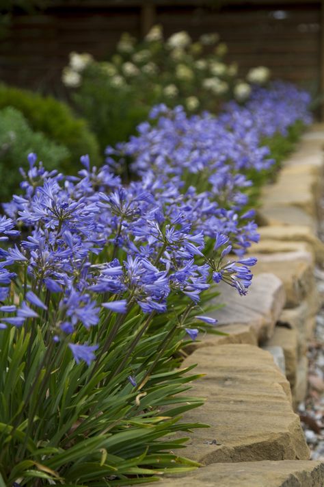 Agapanthus Baby Pete • Low maintenance and dry tolerant variety • Excellent for mass planting as a ground cover • Great edging plant against paths, driveways and other hard surfaces • Brilliant bright container display in hot sunny patios and courtyard locations Low Maintenance Landscape Design, Low Maintenance Landscape, Edging Plants, Small Front Yard Landscaping, Front Yard Design, Front Yard Garden Design, Low Maintenance Landscaping, Front Yard Landscaping Ideas, Yard Landscaping Ideas