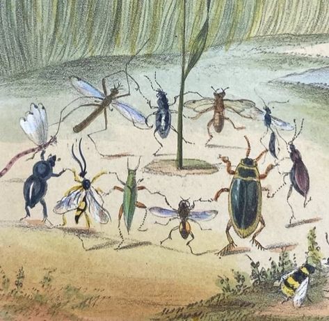 Bugs Dancing, Bug Party, Storybook Art, Cool Bugs, Bug Art, Forest Creatures, Insect Art, Art Inspo, Cute Art