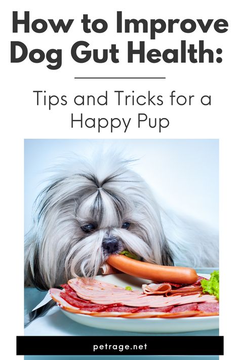 Want to keep your dog healthy? One crucial aspect to consider is their gut health. Learn some tips and tricks for how to improve dog gut health and keep your pup happy. Dog Digestive Remedies, Gut Health For Dogs, Dog Gut Health Recipes, Dog Gut Health, Probiotic For Dogs, Gut Health Tips, Pet Health Record, Holistic Dog Care, Dog Probiotics