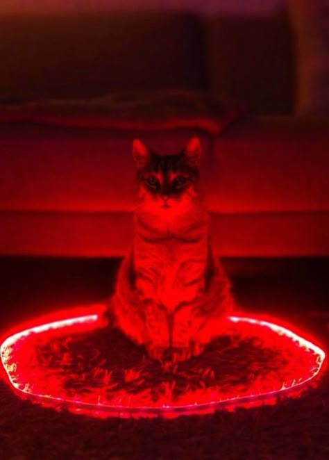 So that's what they do when I'm not home...... Red Cat Aesthetic, Appeasement, I See Red, Racun Shopee, Wallpaper Red, 웃긴 사진, Red Cat, Red Walls, Cat Aesthetic