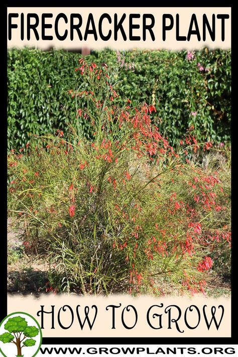 Firecracker plant - How to grow & care Firecracker Plant Care, Firecracker Bush, Firecracker Flower, Sunsparkler Firecracker Sedum, Russelia Equisetiformis, Thai Firecracker Shrimp, Garden List, Firecracker Plant, Hydrangea Quercifolia Snowflake