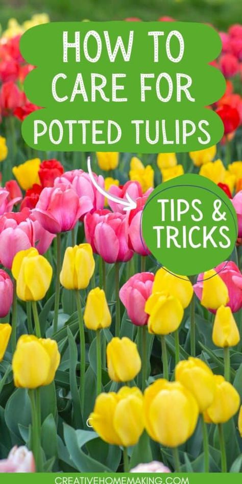 Potted Tulips, Tulip Care, When To Plant Tulips, Spring Bulbs Garden, Tulips Bloom, Growing Tulips, Planting Tulips, Fall Bulbs, Front Yard Garden Design