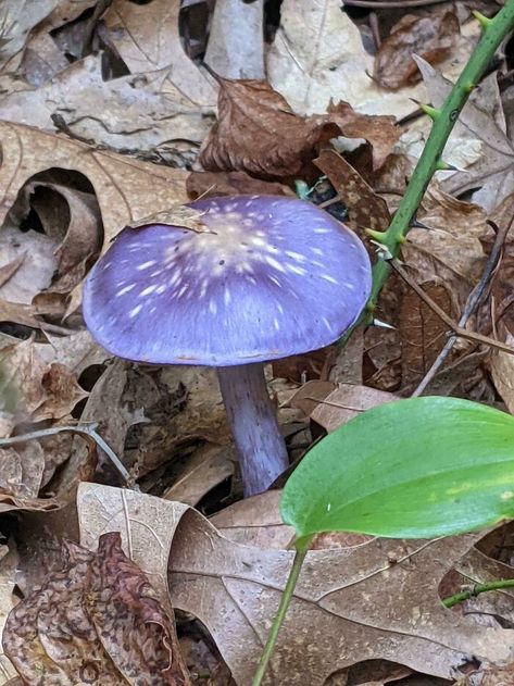 This Purple Mushroom I Found Purple Mushroom, Mushroom Pictures, Dinosaur Footprint, Pet Raccoon, Roman Mosaic, Recycling Process, Mushroom Fungi, Stuffed Mushroom Caps, Mushroom Art