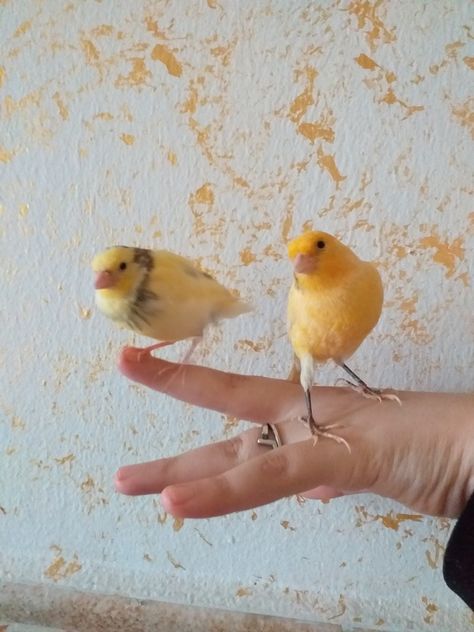 Canary Aesthetic, Bird Aesthetic, Canary Birds, Aesthetic White, Birds, Animals, Quick Saves, White, Art