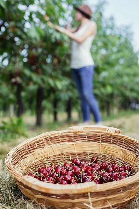 Cherry Orchard, Cherry Picking, Summer Cherries, Berry Picking, Down On The Farm, Summer Theme, Fruit Garden, Sweet Cherries, Cherry Tree