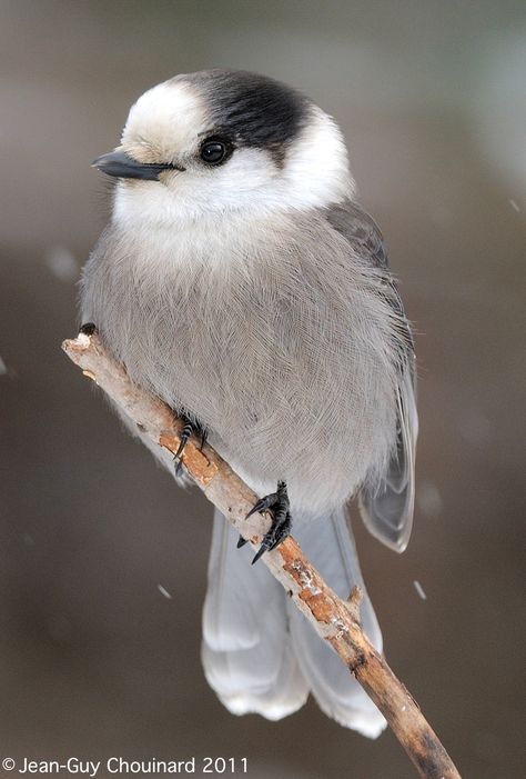 Adult Grey Jay (Perisoreus canadensis) Grey Jay Bird, Canada Jay, Grey Jay, Gray Jay, Watercolor Birds, Jackdaw, Jay Bird, Bird Pictures, Watercolor Bird