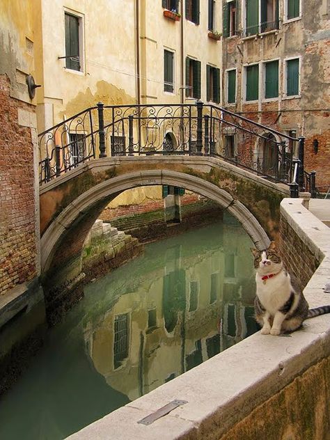 Grand Canal Venice, Cat City, Italy Itinerary, Coastal Town, Grand Canal, Photo Series, Coastal Towns, Venice Italy, Puglia