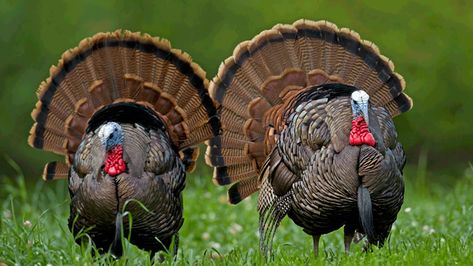 Ready for a turkey road trip? Here's a look at the 12 best turkey hunting states in the country. Hunting Hacks, Thunder Chicken, Hunting Calls, Quail Hunting, Turkey Calling, Types Of Hunting, Waterfowl Hunting, Best Turkey, Hunting Tips