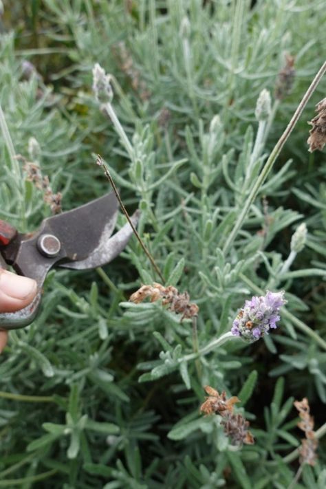 What To Do With Lavender Plants In The Fall Trimming Lavender Plants, What To Do With Lavender Clippings, Growing Lavender Outdoors, What To Do With Lavender Plant, Potted Lavender, Long Blooming Perennials, Starting Seeds Indoors, Garden Maintenance, Pepper Seeds