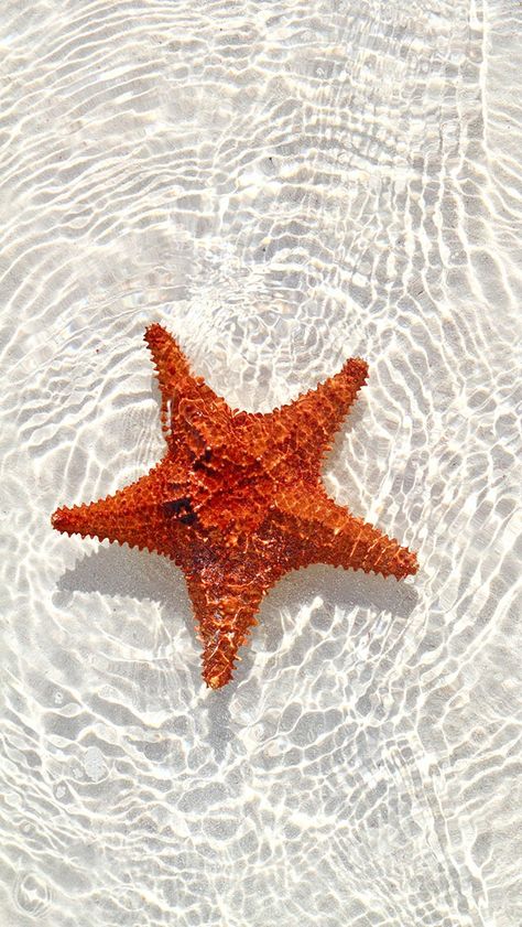 love the seaside life . Shallow People, Orange Starfish, Sea Treasure, Sosua, Sea Stars, Water Poster, Stella Marina, Shallow Water, Beach Water