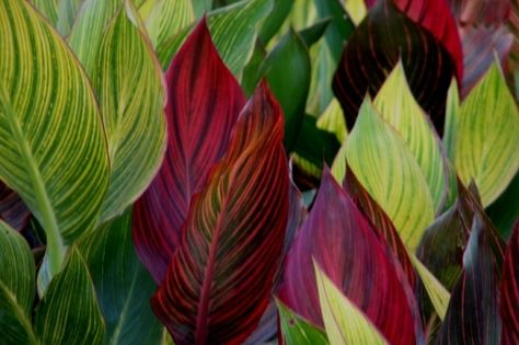 Different Canna varieties. Tropical Garden Plants, Canna Lilies, Bali Garden, Balinese Garden, Tropical Garden Design, Jungle Gardens, Florida Gardening, Container Gardens, Hardy Plants