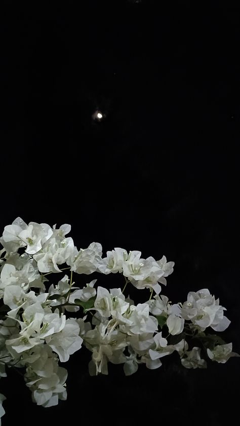 Wallpaper of white flower and moon in night sky at payyannur college, Kannur White Flowers At Night, Moonflower Aesthetic, Night Sky And Moon, Flowers At Night, White Jasmine Flower, Flower Aesthetics, Floral Aesthetics, Friends Collage, Night Blooming Flowers