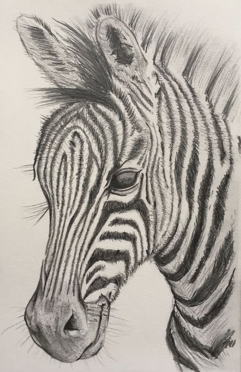 Zebra Drawing, Pants 2020, Zebra Pants, Realistic Animal Drawings, Zebra Painting, Zebra Canvas, Zebra Art, Pencil Drawings Of Animals, Zebra Nails