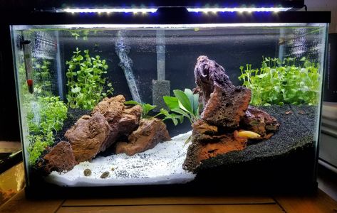 10 Gallon Aquascape, Planted Betta Tank, Cool Fish Tank Decorations, 10 Gallon Fish Tank, Aquascape Ideas, Fish Tank Gravel, Fish Aquarium Decorations, Fish Tank Themes, Goldfish Tank