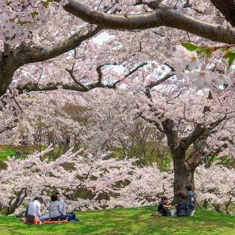 Hanami Picnic, Sakura Picnic, Sakura Trees, Sakura Tree, Dream Destinations, Pattern Wallpaper, A Dream, Trees, Japan