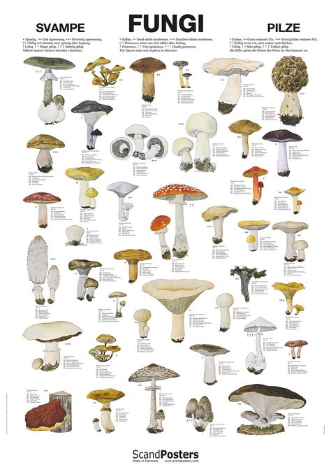 The Fungi Poster illustrates 41 edible and poisonous fungi/mushroom varieties from Europe and North America. Therefore you can easily recognize and compare the illustrations with the fungi/mushrooms you find in nature. Both the size of each pileus (cm in diameter) and if the fungus/mushroom is edible or poisonous is indicated. The illustrations are hand drawn and colored by the Danish artists Dorte & Leif Ringtved. Types Of Mushrooms, Tax Collector, Edible Fungi, Bushcraft Camping, Mushroom Fungi, Wild Edibles, Homestead Survival, Survival Food, Wilderness Survival