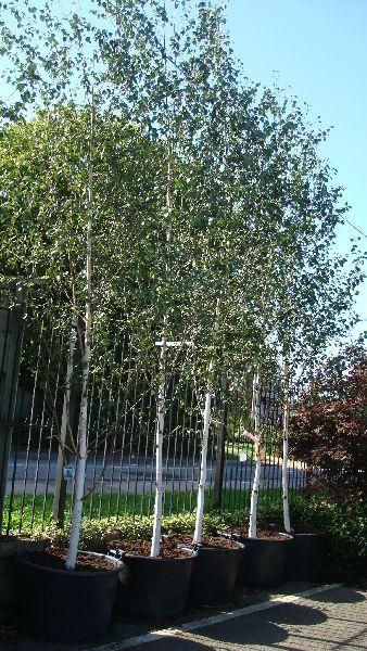 Birch Tree Garden, Birch Trees Garden, Betula Utilis, Betula Pendula, White Birch Trees, Plants Uk, Tree Garden, Sunken Garden, London Garden