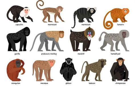 13 Different Types of Monkeys from Around the World Different Types Of Monkeys, Monkey Breeds, Monkey Types, Monkey Species, Monkey Names, Marmoset Monkey, Zen Artwork, Types Of Monkeys, Monkey Illustration