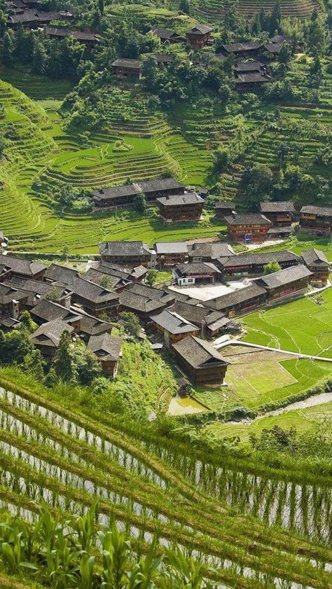 China Rice Fields, Student Wellness, Community Village, Guangxi China, Landscape Reference, Asian Rice, China Architecture, Cafe Terrace, Rice Terraces